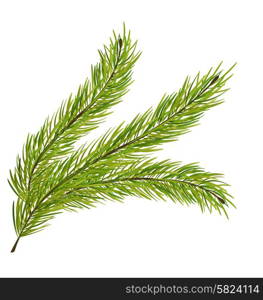 illustration with fir branch isolated on white background. Illustration Fir Branch Isolated on White Background - Vector
