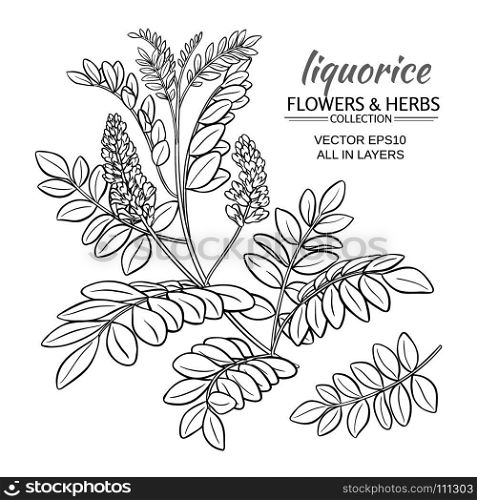 illustration with liquorise plant. illustration with liquorise plant on white background