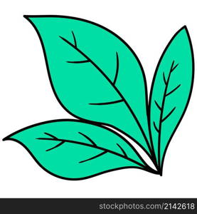 image of dense plant leaves