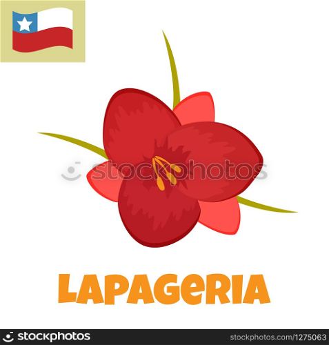 Imape of Lapageria flower. Symbol of Chile.. Imape of Lapageria flower. Symbol of Chile