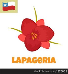 Imape of Lapageria flower. Symbol of Chile.. Imape of Lapageria flower. Symbol of Chile