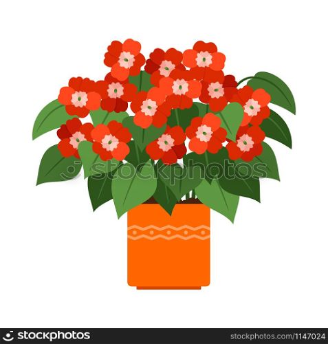 Impatiens house plant in flower pot, vector icon on white background. Impatiens house plant in flower pot