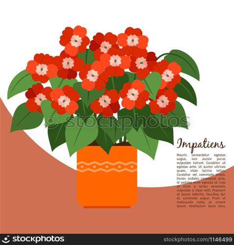 Impatiens indoor plant in pot banner template, vector illustration. Impatiens plant in pot banner