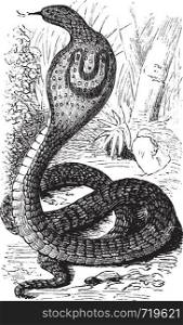 Indian Cobra or Spectacled Cobra or Naja naja, vintage engraving. Old engraved illustration of an Indian Cobra.