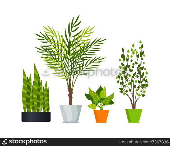 Indoor floor plants with lush foliage, long branches and unusual leaves in stylish pots isolated cartoon vector illustrations on white background.. Indoor Floor Plants in Pots Isolated Illustrations