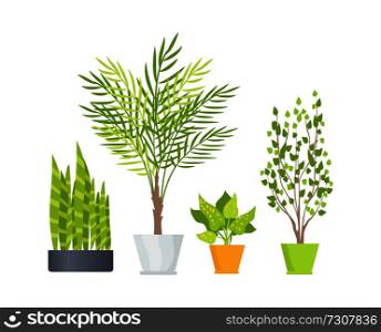 Indoor floor plants with lush foliage, long branches and unusual leaves in stylish pots isolated cartoon vector illustrations on white background.. Indoor Floor Plants in Pots Isolated Illustrations