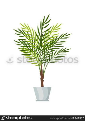 Indoor plant with big leaves in white plastic pot. Natural decorative element for house. Exotic green plant in small pot isolated vector illustration.. Indoor Plant with Big Leaves in White Plastic Pot