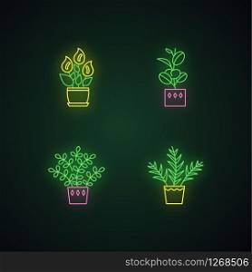 Indoor plants neon light icons set. Houseplants. Domesticated ornamental plants. Peace lily, zz plant. Parlor palm, ficus. Signs with outer glowing effect. Vector isolated RGB color illustrations