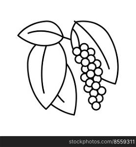 inflorescence pepper line icon vector. inflorescence pepper sign. isolated contour symbol black illustration. inflorescence pepper line icon vector illustration