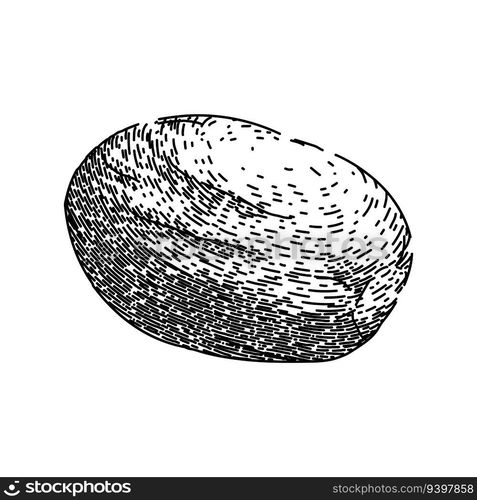 ingredient nutmeg spice hand drawn. ground flavor, nut seasoning, spicy aromatic ingredient nutmeg spice vector sketch. isolated black illustration. ingredient nutmeg spice sketch hand drawn vector