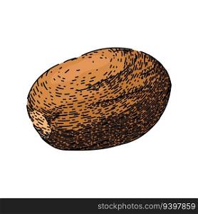 ingredient nutmeg spice hand drawn. ground flavor, nut seasoning, spicy aromatic ingredient nutmeg spice vector sketch. isolated color illustration. ingredient nutmeg spice sketch hand drawn vector