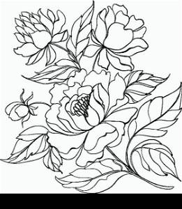 Ink Painting of Peony isolated on white. Vector illustration.
