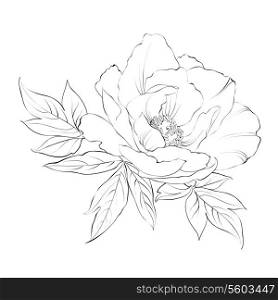 Ink Painting of Peony isolated on white. Vector illustration.