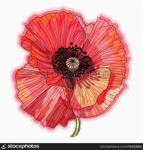 Ink, pencil, watercolor poppy flower sketch. Line art background. Hand drawn nature painting.. Ink, pencil, watercolor poppy flower sketch. Hand drawn nature painting.