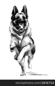 ink portrait of the running german shepherd dog