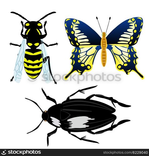 Insect butterfly,bee and bug on white background