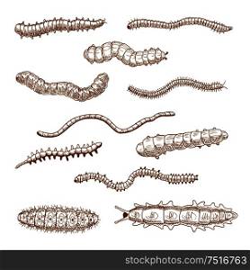Insect sketches in vintage engraving style with butterfly and moths caterpillar, earthworm and scolopendra, slug and centipedes. Nature, garden pest symbol, wildlife or education themes design. Caterpillars, earthworms, slug and centipedes