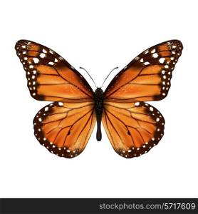 Insects realistic colored butterfly isolated on white background vector illustration