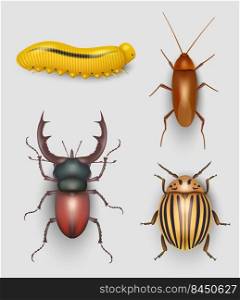 Insects realistic. Flying bugs crawling pest beetle garden grubs butterfly decent vector illustrations isolated. Insect beetle wildlife, crawl realistic. Insects realistic. Flying bugs crawling pest beetle garden grubs butterfly decent vector illustrations isolated