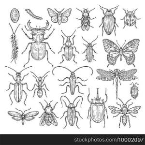 Insects sketch. Butterfly, beetle and fly, ant. Dragonfly, ladybug and bee. Vintage hand drawn engraving vector collection. Illustration insect dragonfly and beetle, butterfly and ant. Insects sketch. Butterfly, beetle and fly, ant. Dragonfly, ladybug and bee. Vintage hand drawn engraving vector collection