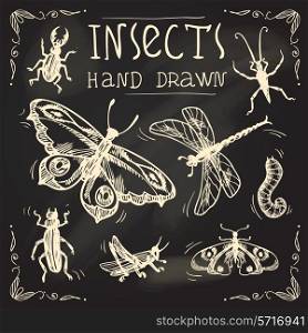Insects sketch chalkboard decorative icons set with midge cockroach grasshopper isolated vector illustration