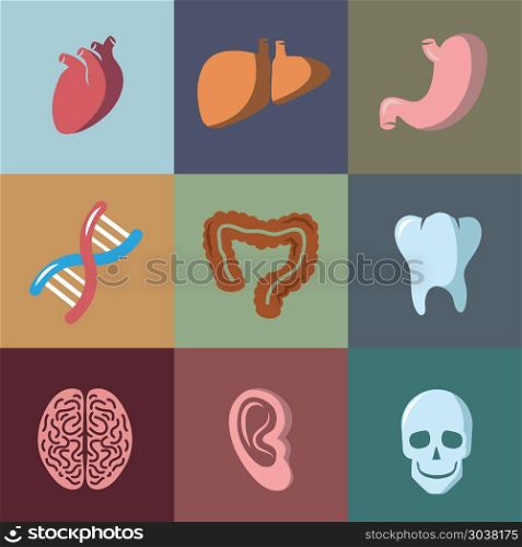 Internal human organs flat vector icons set. Internal human organs flat vector icons set. Anatomy organ, medical organ human, icon organ illustration