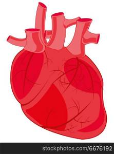 Internal organ of the person heart. Drawing heart person on white background is insulated