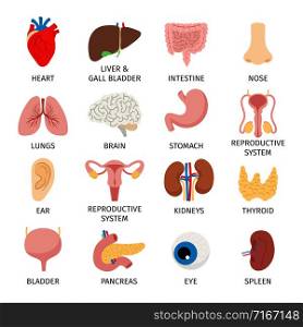 Internal organs. Human body anatomy organ icons, cartoon lungs and heart, urinary system and liver, reproductive function and brain, vector illustration. Human body internal organs set