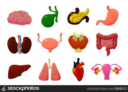 Internal organs. Human brain, bladder and stomach, kidneys and intestines, liver and lungs, heart and pancreas cartoon vector anatomy icons set. Internal organs. Human brain, bladder and stomach, kidneys and intestines, liver and lungs, heart and pancreas cartoon vector set