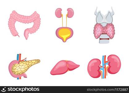 Internal organs of human, such as liver, kidneys. Pancreas, colon intestine, thyroid are isolated on white background. Cartoon icons vector of anatomy for medical concepts, web, poster.. Internal organs of human, such as liver, kidneys. Pancreas, colon intestine, thyroid are isolated on white background. Cartoon icons vector of anatomy for medical concepts, web