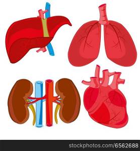 Internal organs of the person of the bud,liver,heart and light. Internal organs of the person