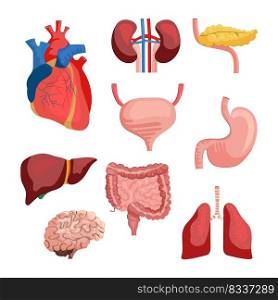 Internal organs set. Collection of body systems. Can be used for topics like human anatomy, education, health