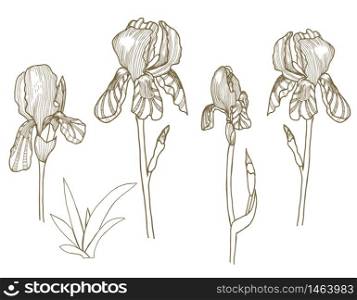 Iris flower line art stylisated, engrave