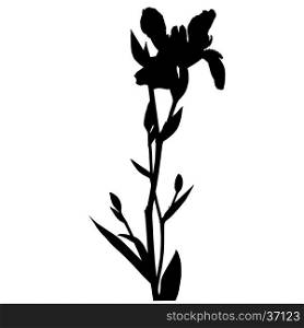 Iris flower silhouette, illustration isolated on white