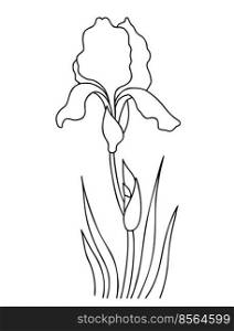Iris flower with bud and leaves. Outline. seasonal garden flower. Vector illustration. Linear hand drawing, Sketch for design, decoration and printing