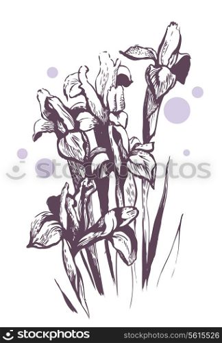 Iris flowers. Hand-drawn illustration
