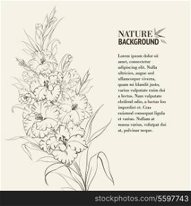 Irises flowers with text place. Vector illustration.