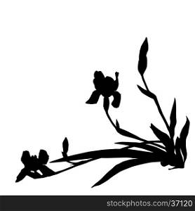 Irises silhouettes, illustration isolated on white