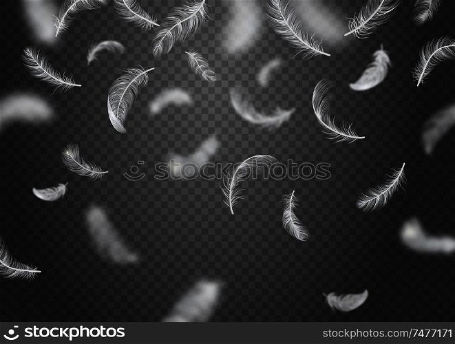 Isolated and realistic falling feather background white feathers fly on transparent background vector illustration
