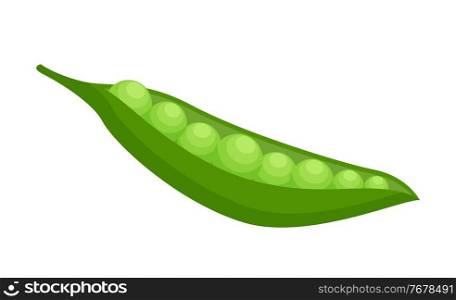 Isolated at white background opened green pea pod with round plump peas. Natural organic vegetable for salad or culinary. Healthy eating, keeping diet, vegeterian concept. Eco product. Cartoon style. Opened green pead pod with plum round peas isolated at white background, eco product, organic