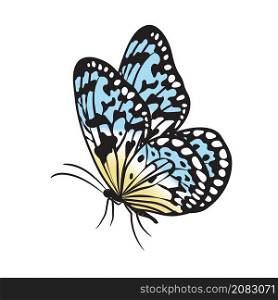 Isolated beautiful colorful butterfly vector illustration