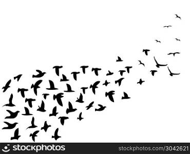 isolated black flock birds flying from white background. black flock birds flying background