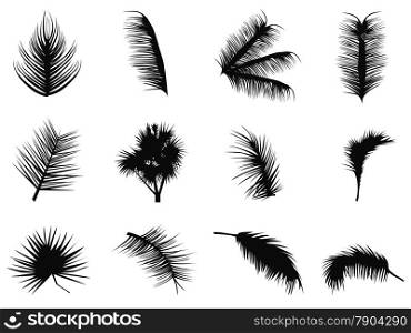 isolated black palm tree leaves silhouettes from white background