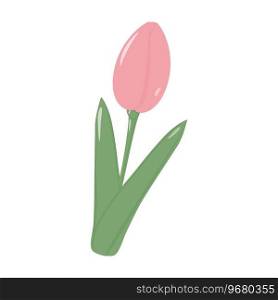 Isolated blooming soft pink tulip flower for bouquet in trendy shades. Hello Spring. Sticker. Icon. EPS. Vector illustration for greetings or invitation cards, price tag, label or web, posters, banner