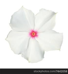 Isolated Colorful beautiful naturalistic white flower. Vector Illustration. EPS10. Isolated Colorful beautiful naturalistic white flower. Vector Il