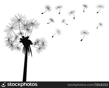 isolated dandelion flying seeds from white background