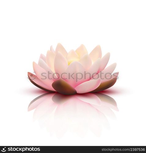 Isolated flower of lotus with light pink petals with reflection on white background 3d vector illustration. 3D Flower Of Lotus