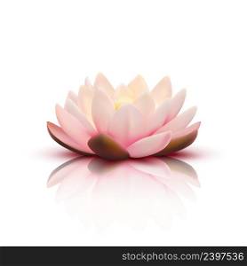 Isolated flower of lotus with light pink petals with reflection on white background 3d vector illustration. 3D Flower Of Lotus