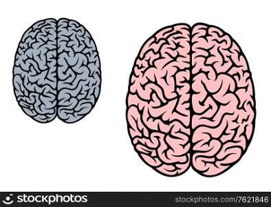 Isolated human brain in red and gray colors for medicine design