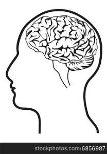 isolated human head with brain from white background. human head with brain